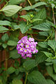 Detail Lantana montevidensis