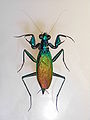 Metallyticidae (Metallyticus splendidus)