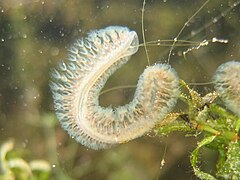 Kolonie von Cristatella mucedo (Süßwassermoostierchen)