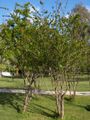 Young pomegranate tree in Side, Turkey