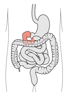 Schematický diagram gastrointektinálního traktu; dvanáctník znázorněn růžově