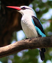 Senegala arbalciono (Halcyon senegalensis)