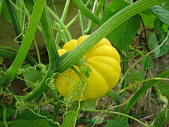 Yellow squash