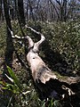 大普賢岳登山道によく見られる倒木