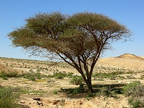 La arbo Acacia estis asociita kun Iusaaset, la praa diino de egipta mitologio.