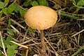 Agrocybe.paludosa