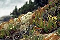 Cabo da Roca / Vegetation