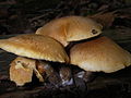 !!Gymnopilus penetrans!!