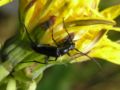 Stenurella nigra (Linnaeus, 1758)