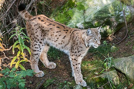 Lince no parque zoológico de Järvzoo