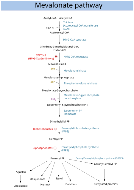 Mevalonate pathway