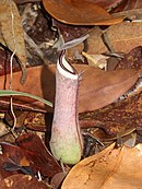 Nepenthes albomarginata; Borneo, Sumatra, Malezja