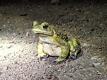 Los anfibios son sensibles a los efectos de contaminantes en el ambiente. En la foto (Rhinella arenarum) sapo común en un humedal en la provincia de Bs.As. Argentina.