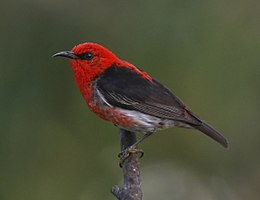 The male scarlet myzomela