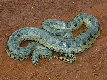 Groote Anakonda (Eunectes murinus)