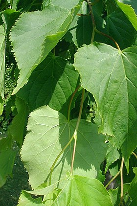 Unge blade hos småbladet lind (Tilia cordata) Foto: Sten Porse