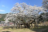 淡墨桜