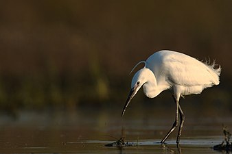 Aigrette garzette.