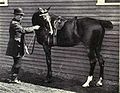 Photo en noir et blanc représentant un homme à pied tenant un cheval par la bride et lui faisant pratiquer une flexion de l'encolure, sa tête touchant ses flancs.