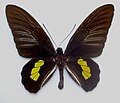 Troides haliphron ♂