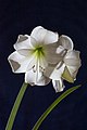 14. Hippeastrum intokazi virága (javítás)/(csere)