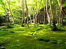 Монастир Сайхо 西芳寺（苔寺）