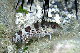 Malacoctenus triangulatus, un Labrisomidae.