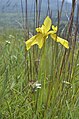 Moraea tanzanica