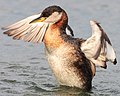 Podiceps grisegena