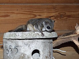 Обыкновенная летяга (Pteromys volans)