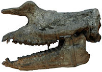 Cranio de Rhinotitan