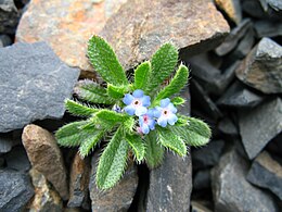 Trigonocaryum involucratum