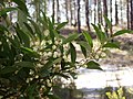 Acacia melanoxylon Nazaré Portugalliae