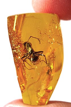 Ant encased in amber