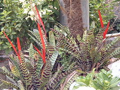 Lutheria splendens