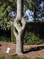 Árbol cubo uno de los "Circus Trees " de Axel Erlandson en Gilroy Gardens.