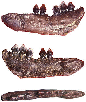 Dentário do espécime paratípico NHMUK 48215b, Museu de História Natural de Londres.