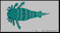 Eurypterus