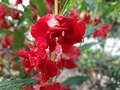 Impatiens balsamina grown in Bangladesh.