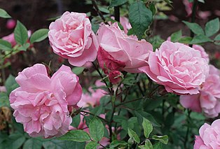 China-Rose 'Old Blush'