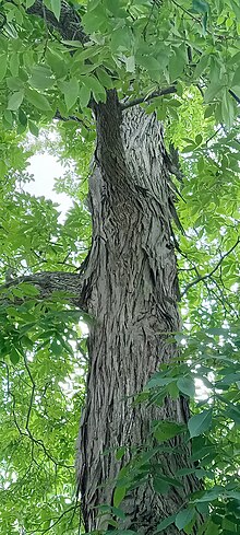 Shellbark Hickory Trunk showing "shaggy" bark