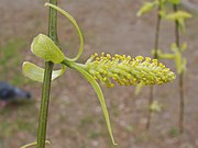 シダレヤナギの花