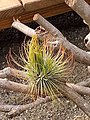 Tillandsia