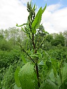 Stumpfblättriger Ampfer (Rumex obtusifolius)