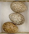 Huevos de Alauda arvensis .