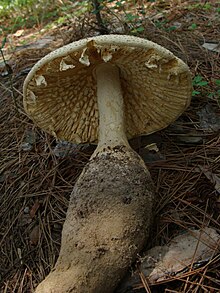 Amanita ravenelii 92431.jpg