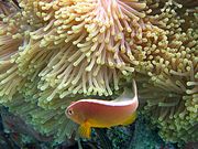 背紋雙鋸魚(Amphiprion akallopisos)