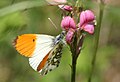 The Orange Tip, Anthocharis cardamines.