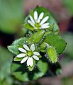 Vogelmuur (Stellaria media)