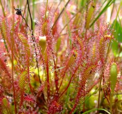 Description de l'image Drosera anglica ne1.JPG.